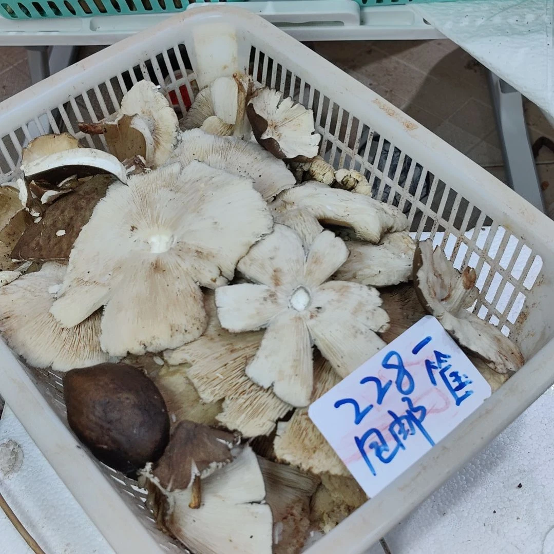 鸡枞菌中国大陆特价伞盖不退不换不挑看清楚拍