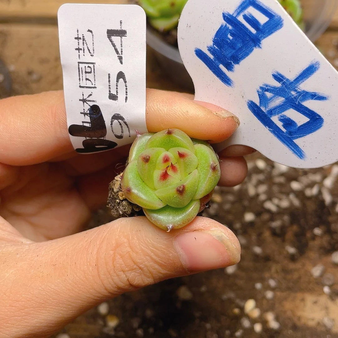 量拍多肉植物多肉植物954