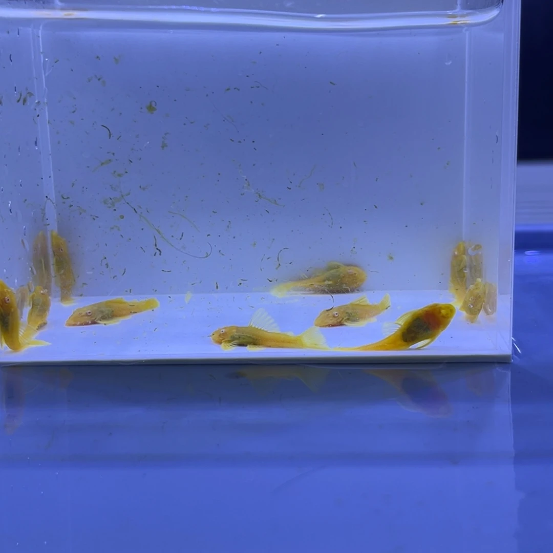 孔雀鱼胡子十条开箱视频报损