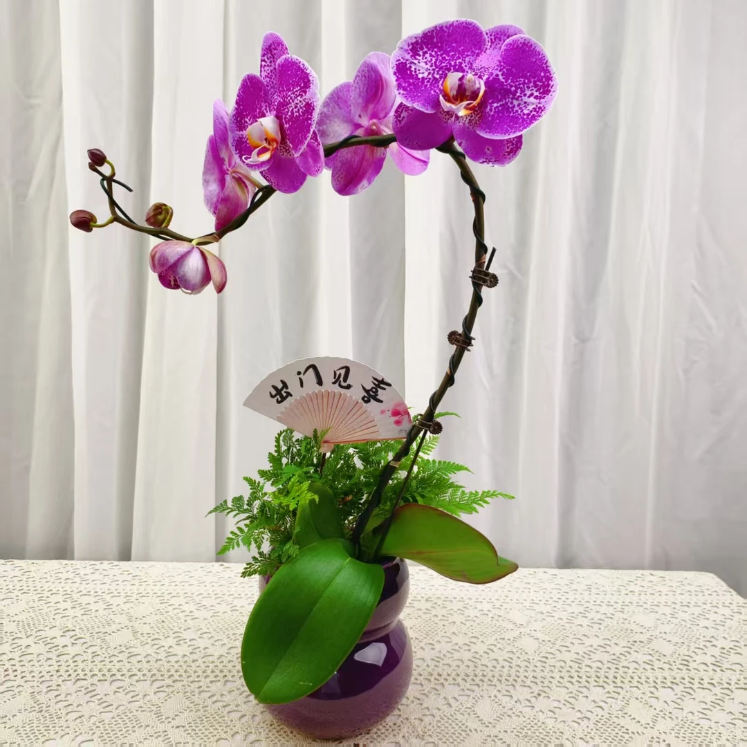 国华优选【异藏宝图】精品蝴蝶兰室内花卉高雅高级盆栽艺术组盆