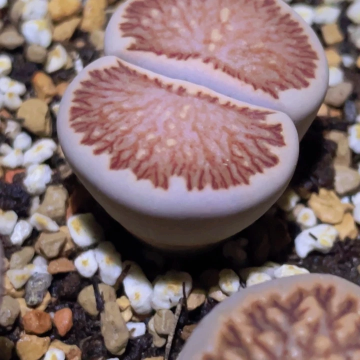 488998988898995665888