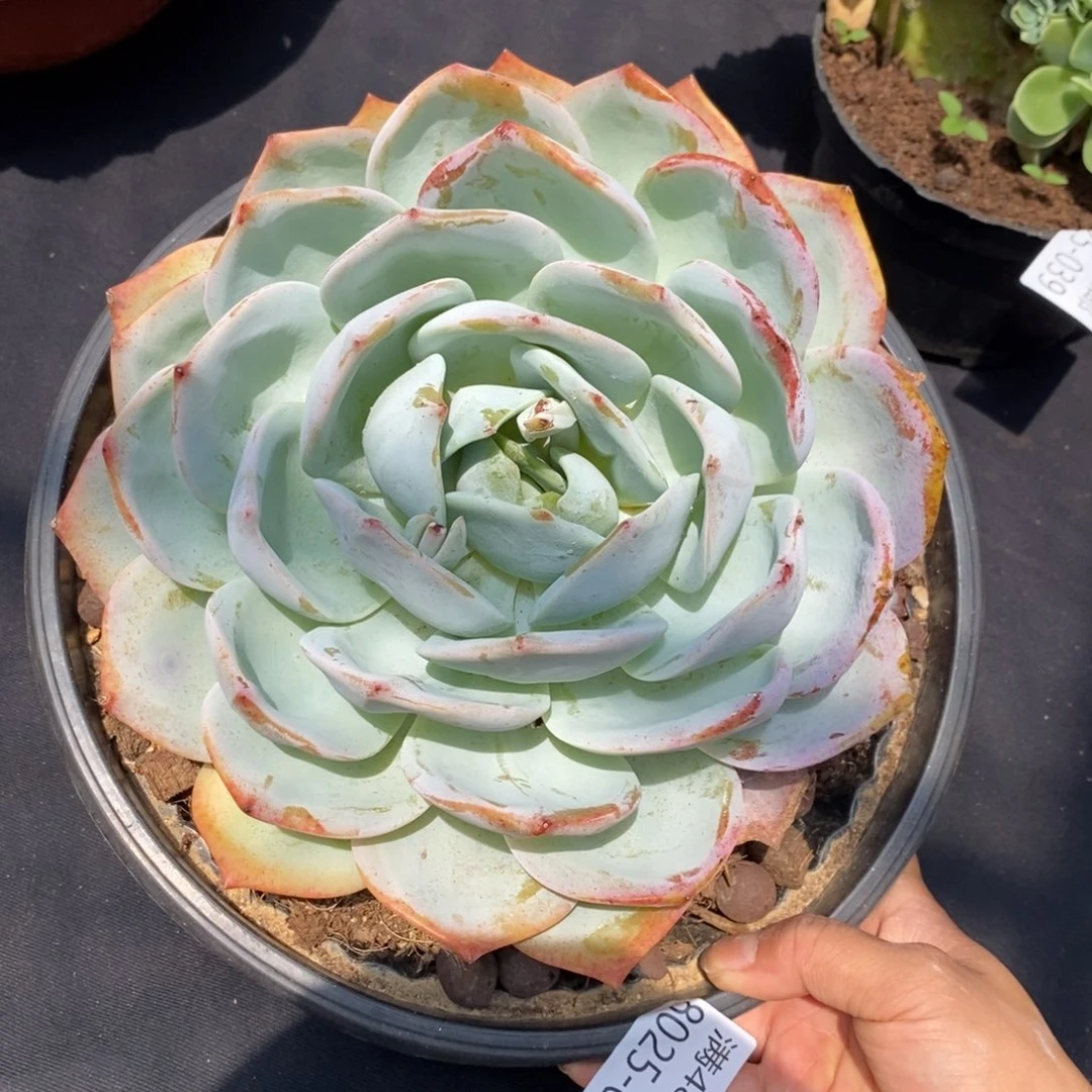 夏悦多肉8025-40凤橙