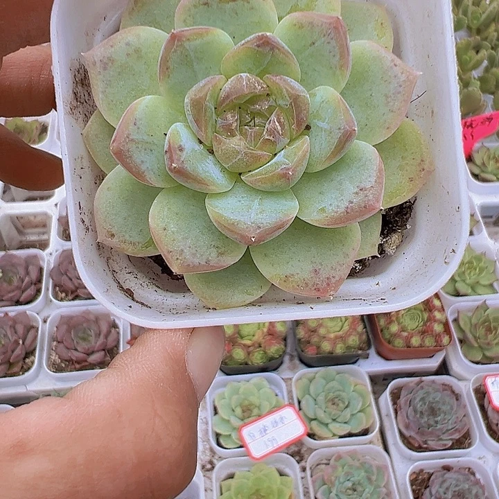 白桃汽水多肉19包邮