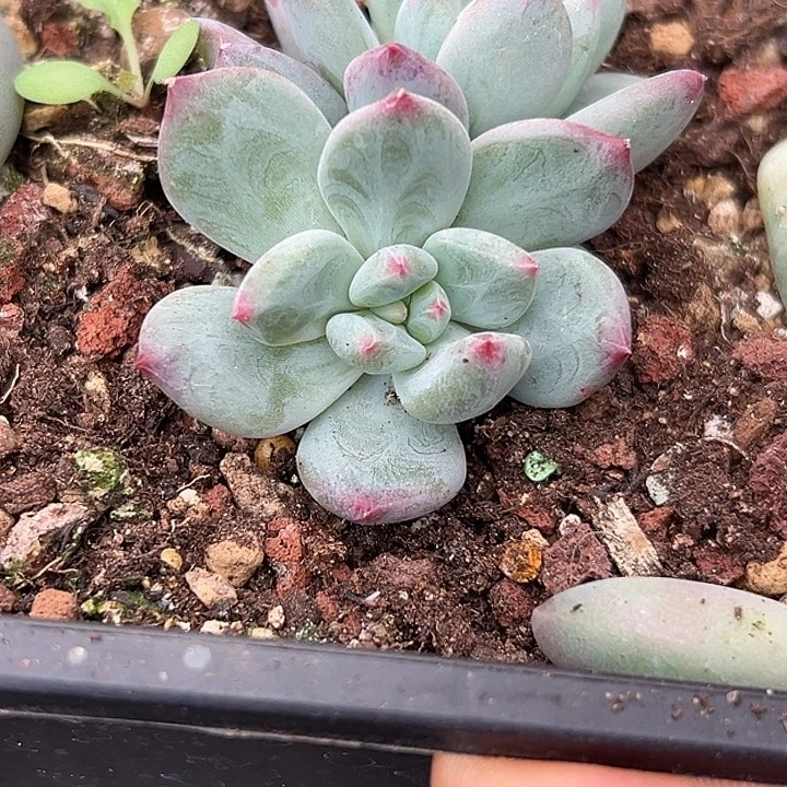 美人特价多肉美人