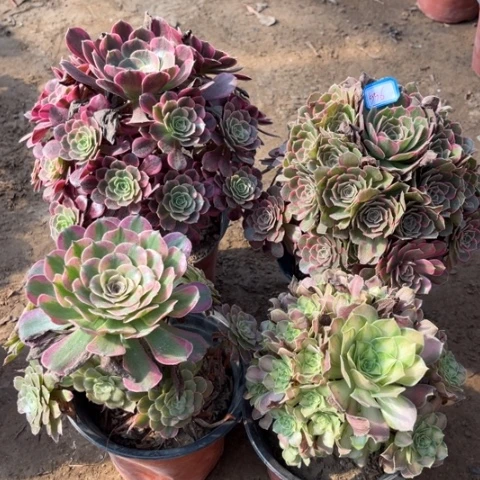 愿***人556多肉植物组合，