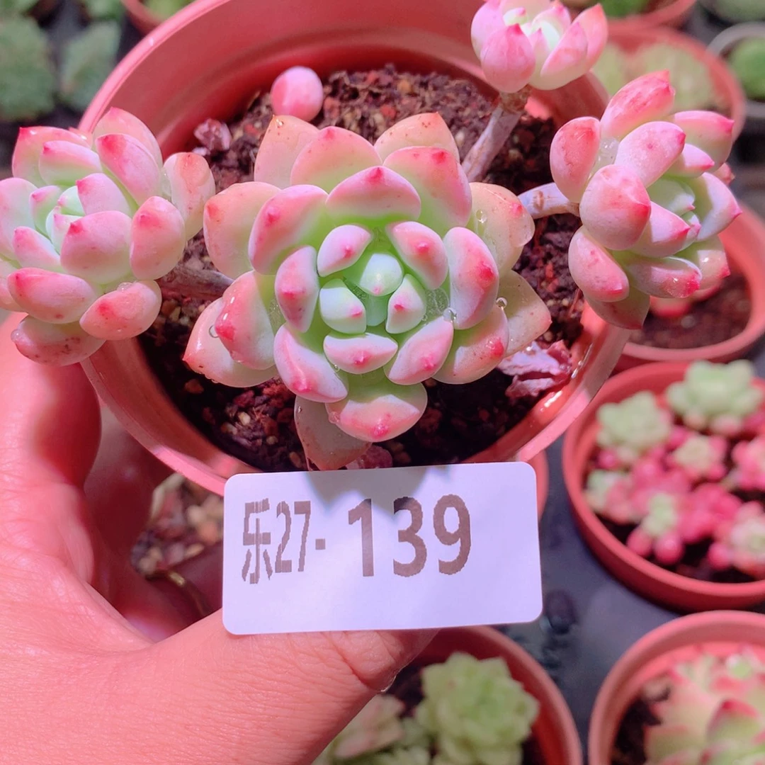 乐然27-139 洛丽塔