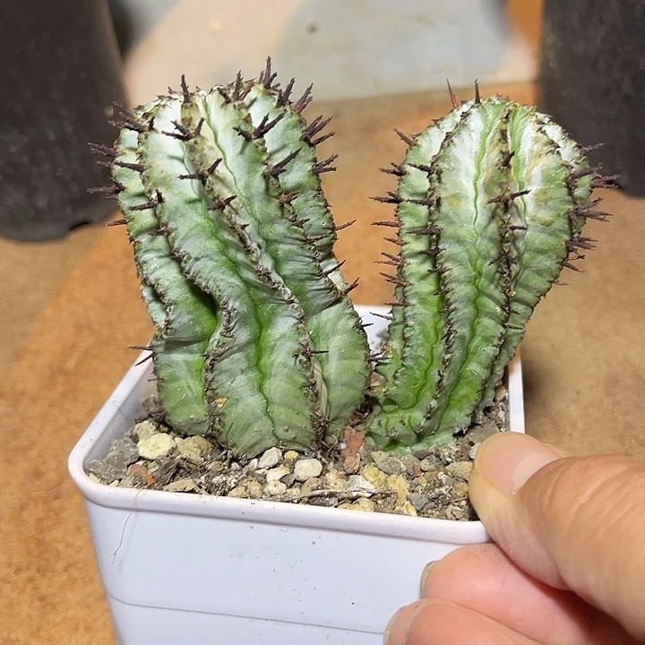 无花朵双头白衣魁伟玉