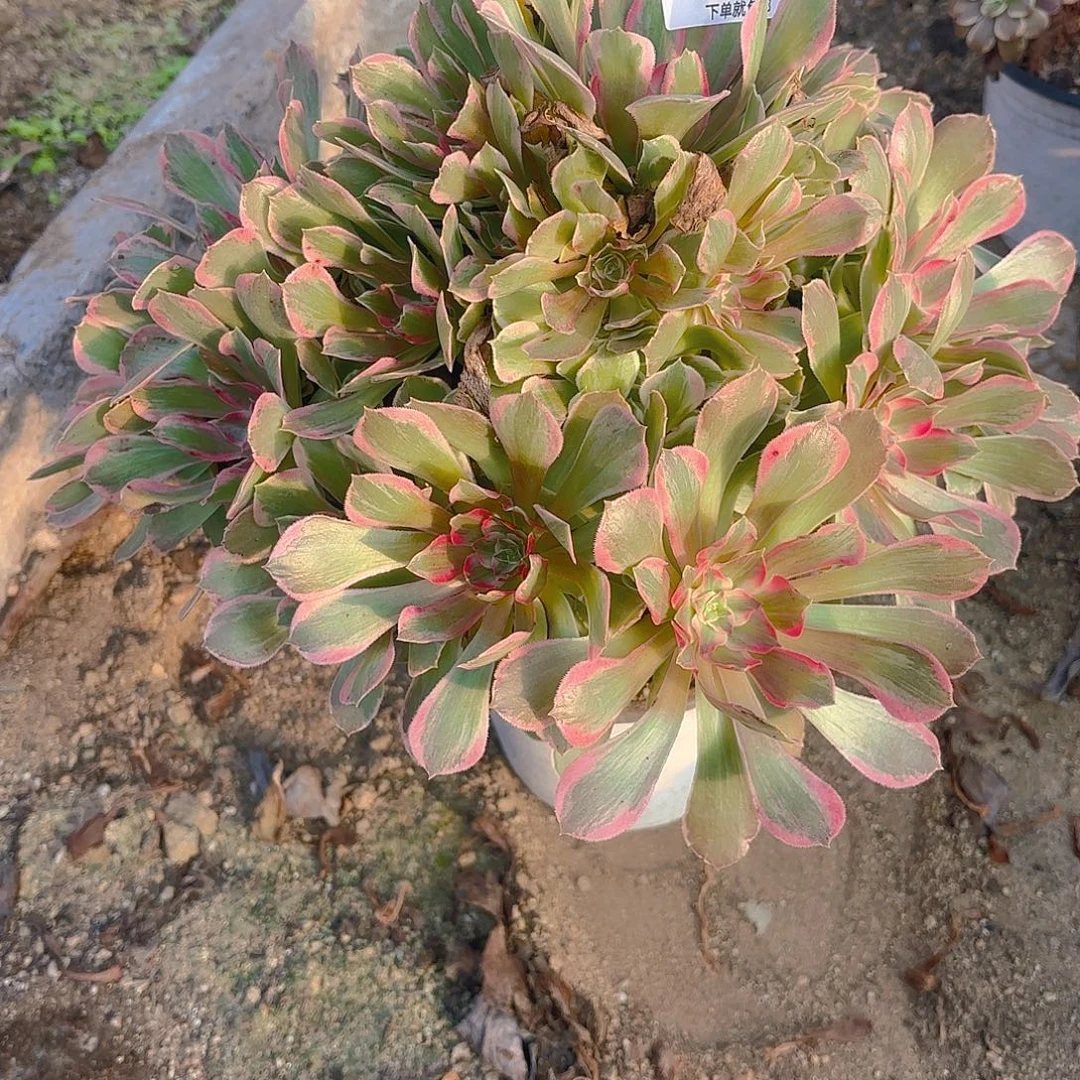 光辉多肉植物手捧310