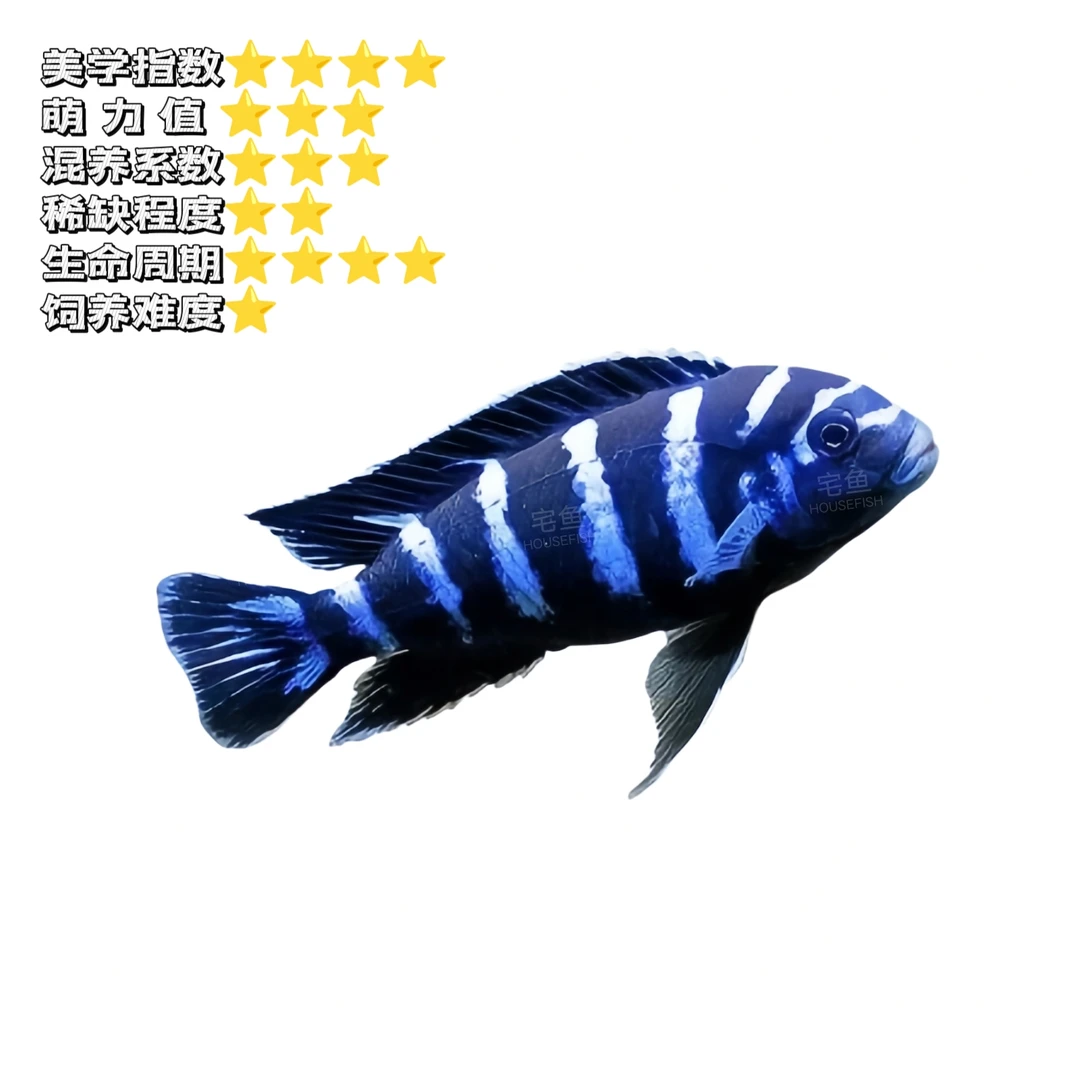 【迪麦森】特蓝斑马 淡水鱼小型热带鱼观赏鱼混养岩栖类三湖慈鲷鱼