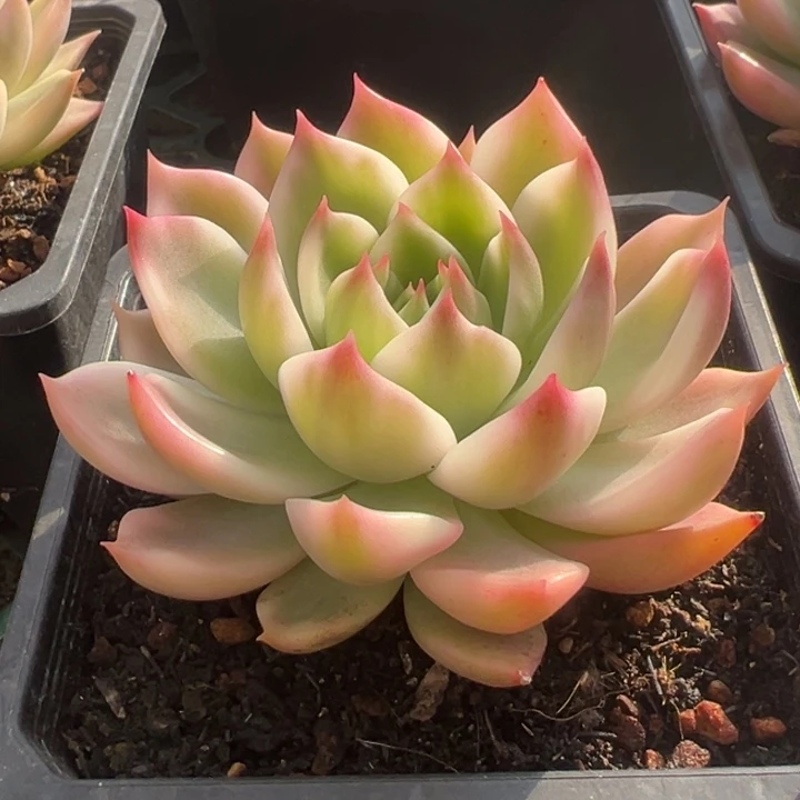 灵魂锦一物一拍锦龙