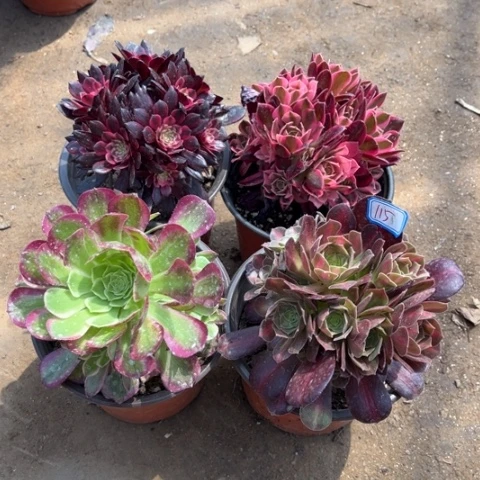 115多肉植物组合