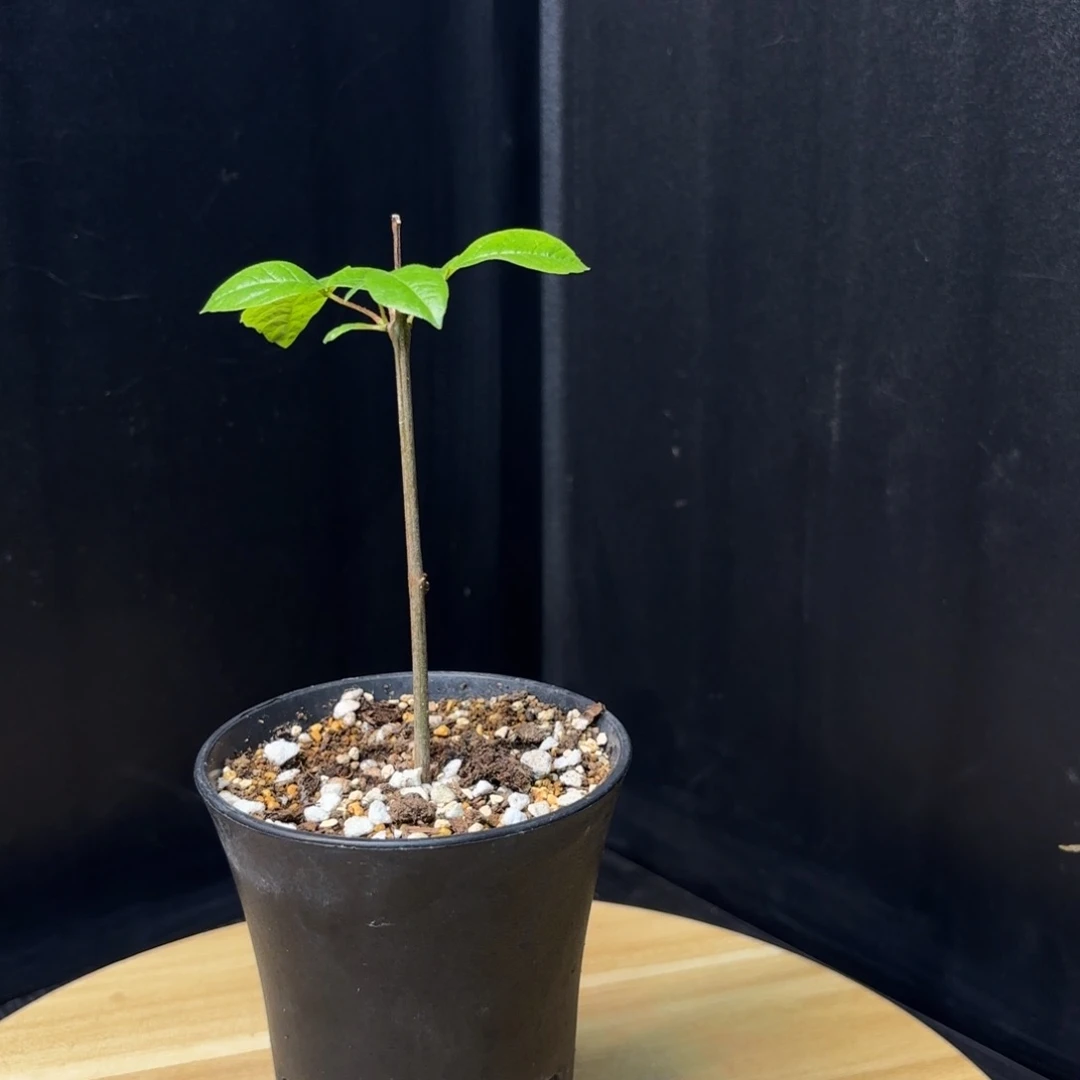 木 扭矩橄榄扦插带盆土