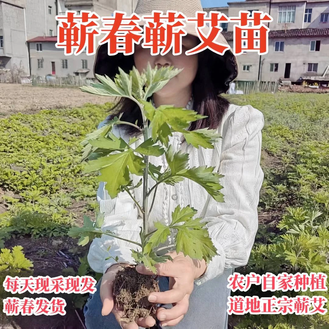 蕲春农家正宗蕲艾艾苗现挖现发带土发货新鲜可成活大叶植株艾草