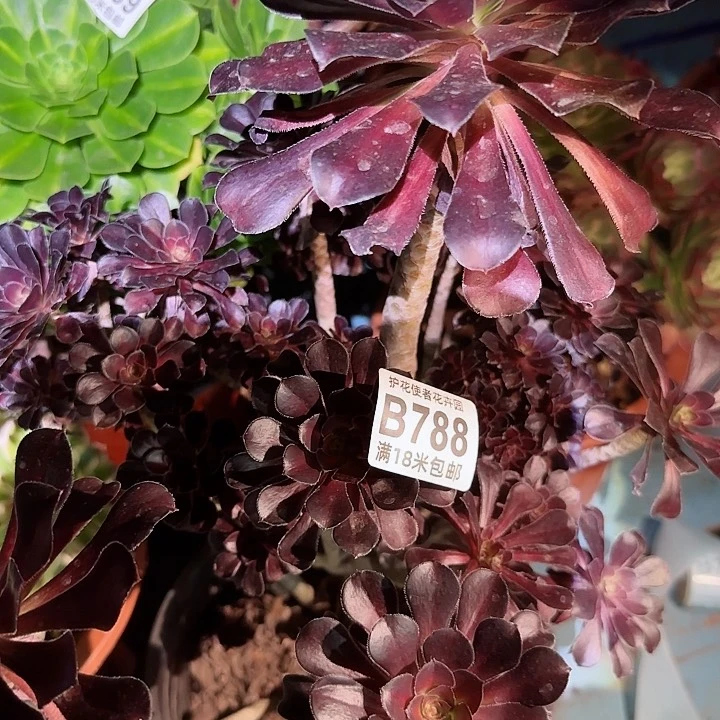 多肉法师淘宝福利