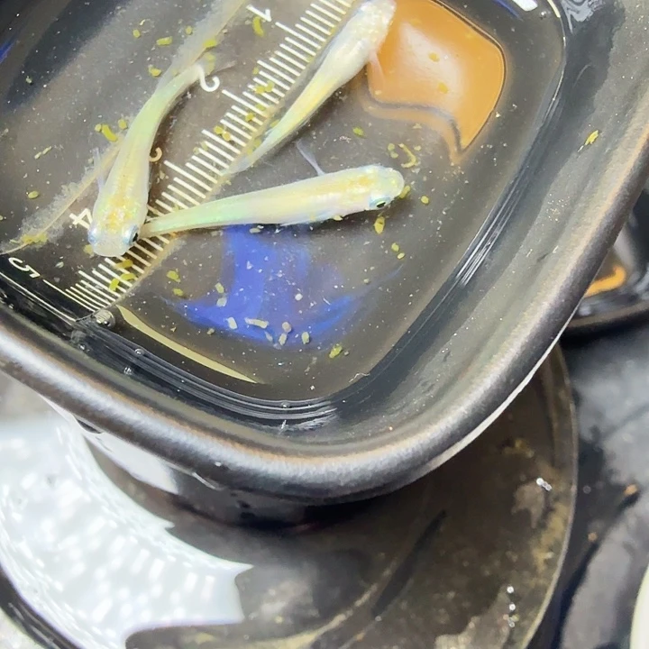 青鳉鱼138号拍品 萤火虫