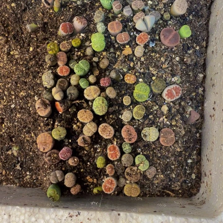 芬*多肉植物的生长发育92