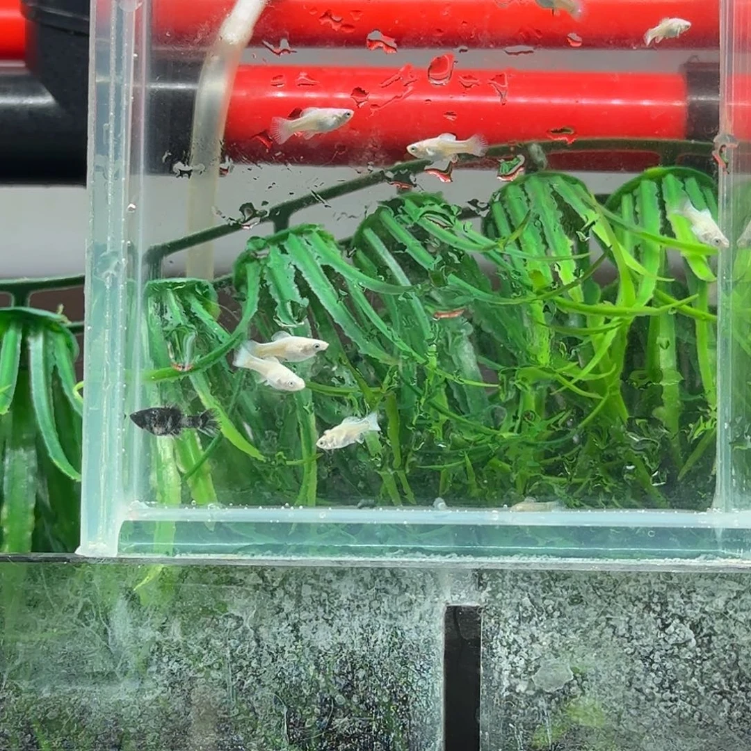 孔雀鱼玛丽苗子10只