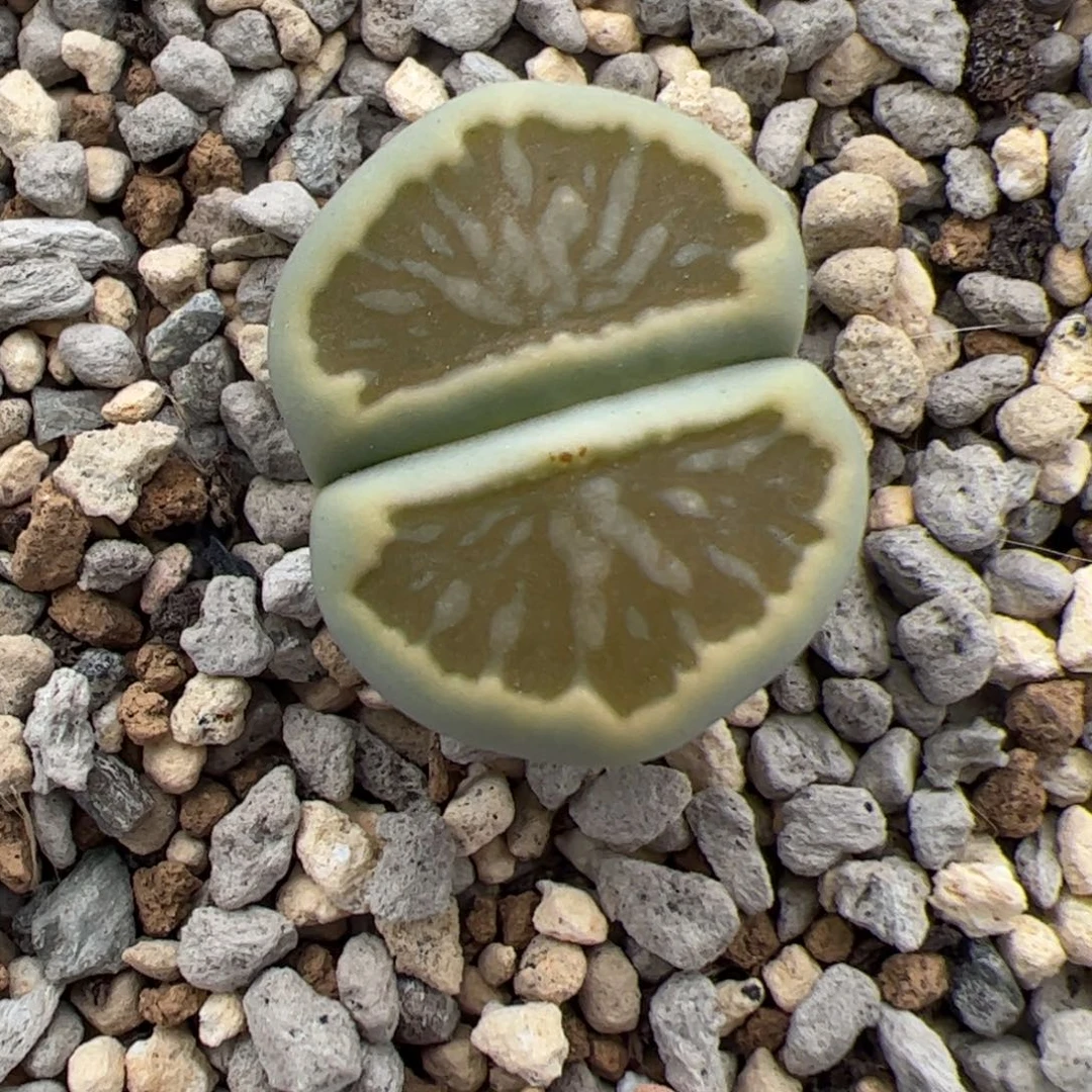 0113号绿菊 多肉植物