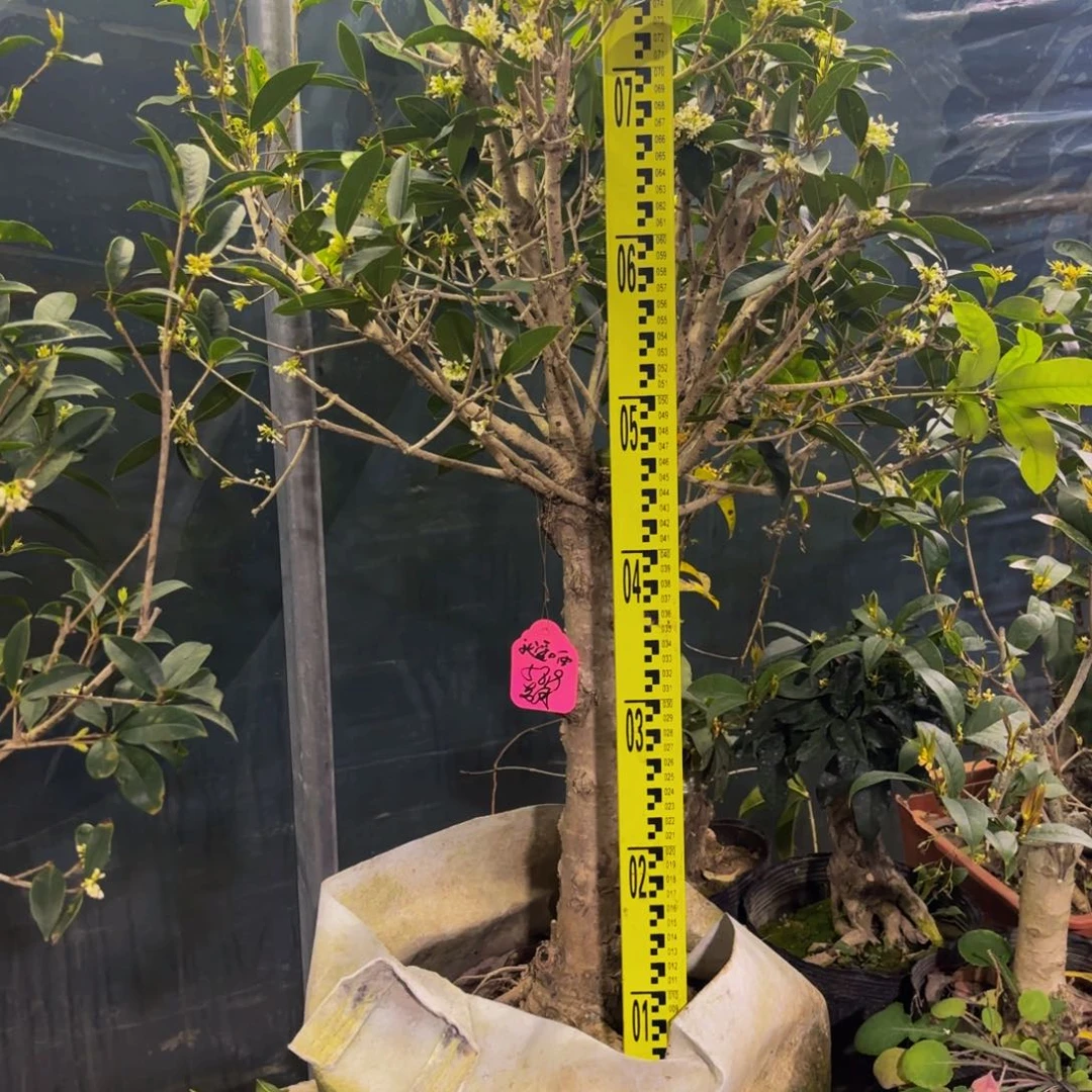 就***阳完全开放老月11112222