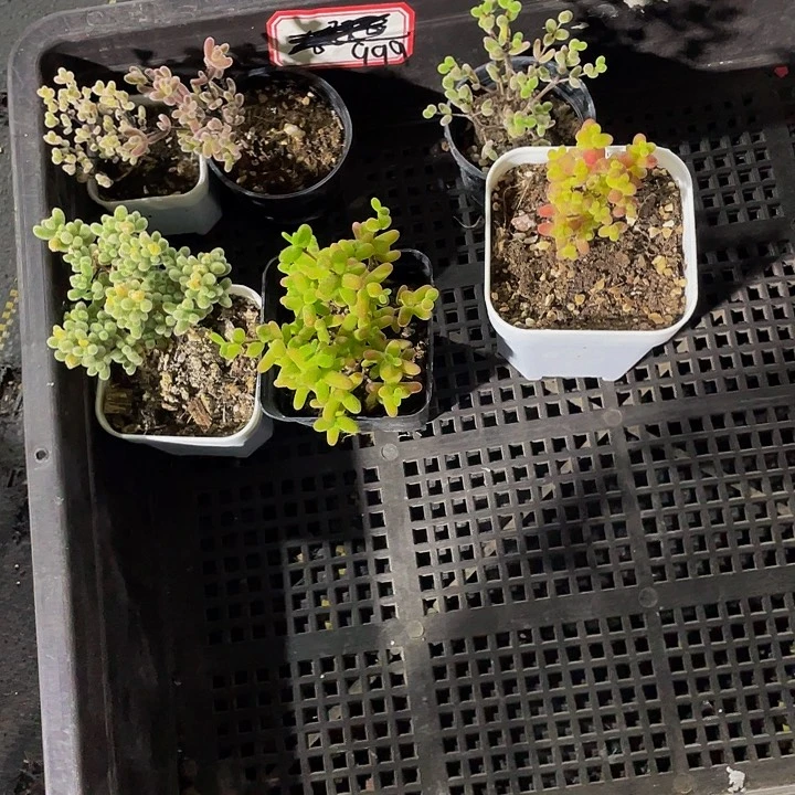 999号筐带盆土发货枝干6颗