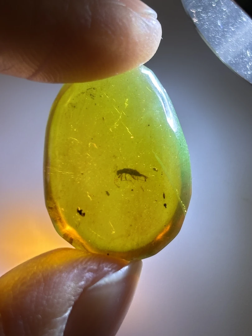 缅甸琥珀虫珀小甲虫