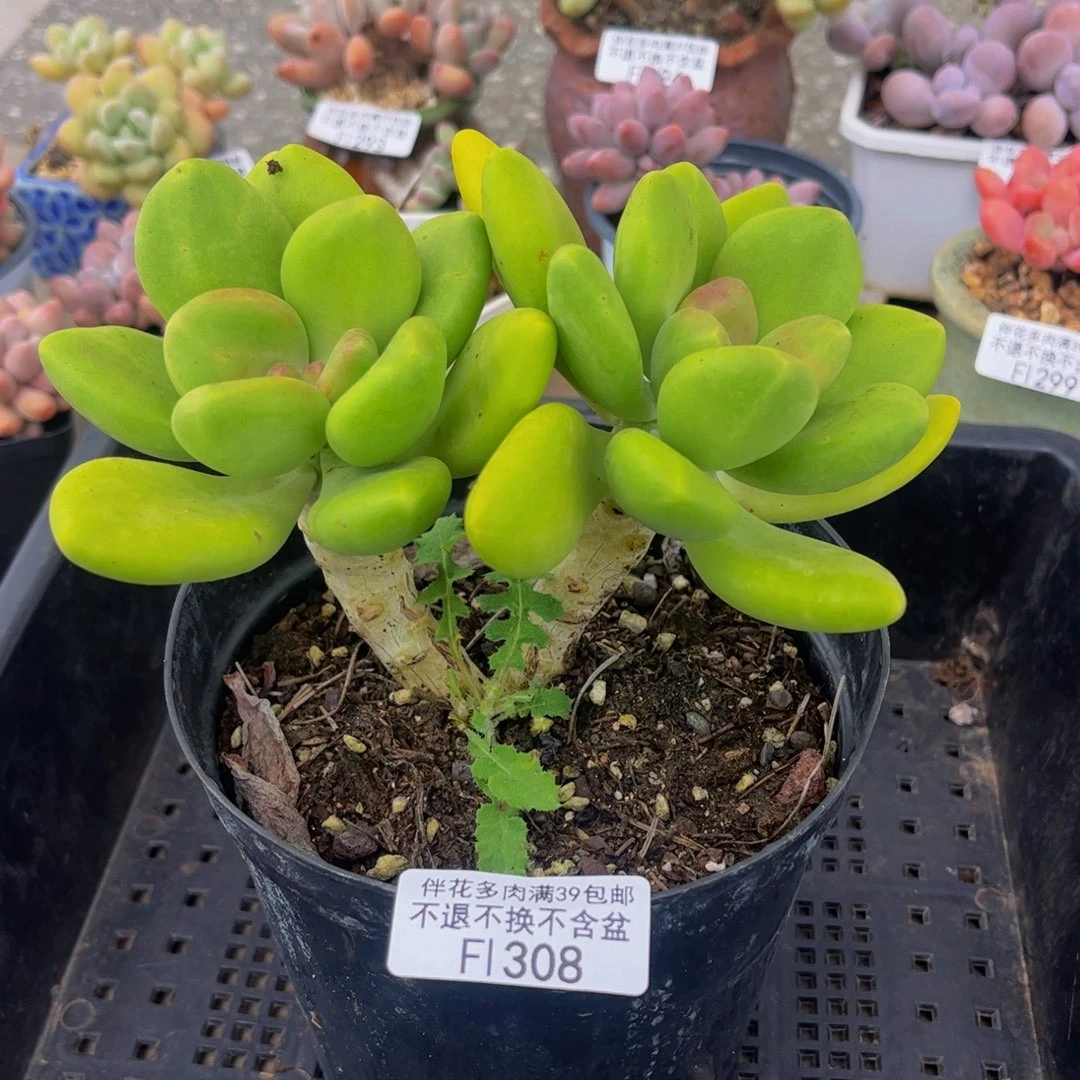 308-芒果奶多肉12cm