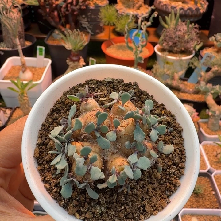 格加厚墩菊471 仙人球