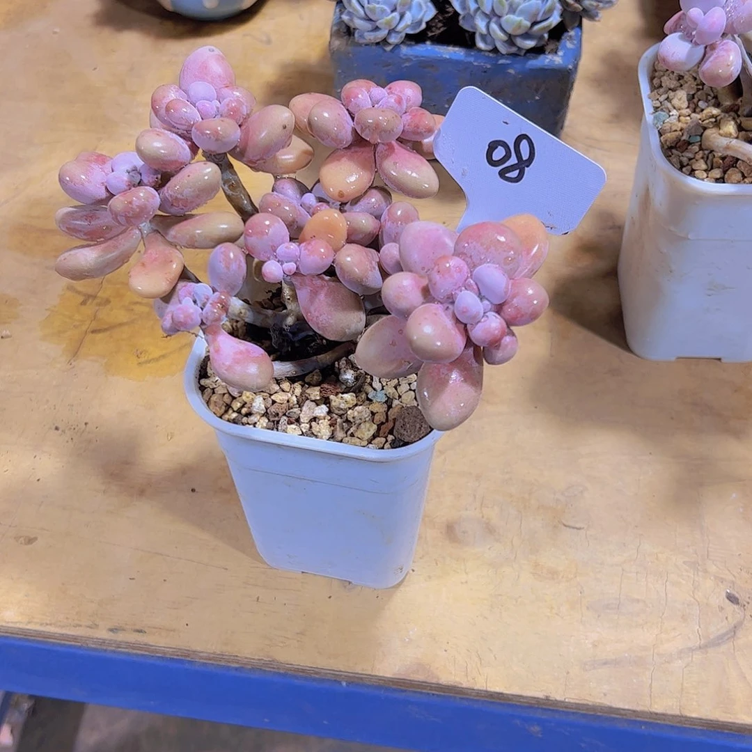 一***呀08桃蛋。。。。。。。。