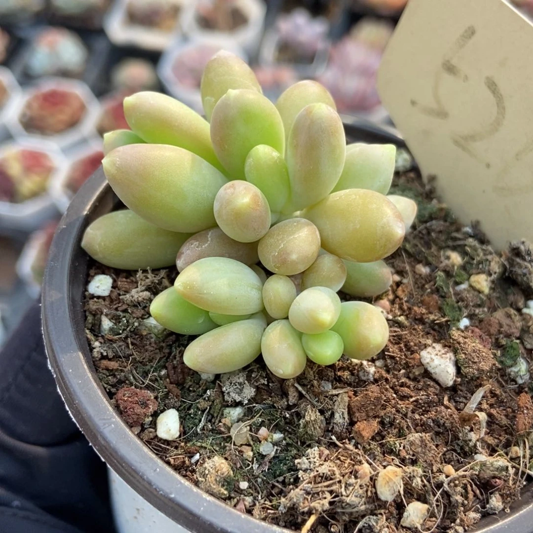 526芒果奶多肉植物