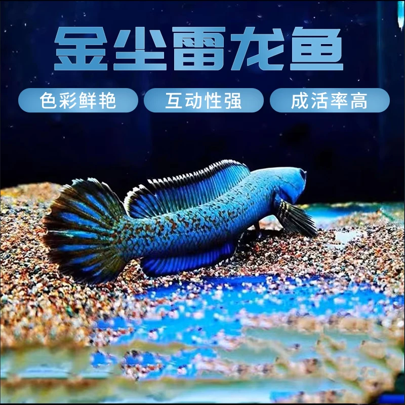 金尘雷龙蓝色代表饲养雷龙热带淡水观赏鱼新手不建议