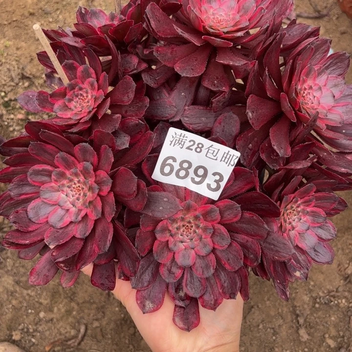 6893紫霞多肉植物