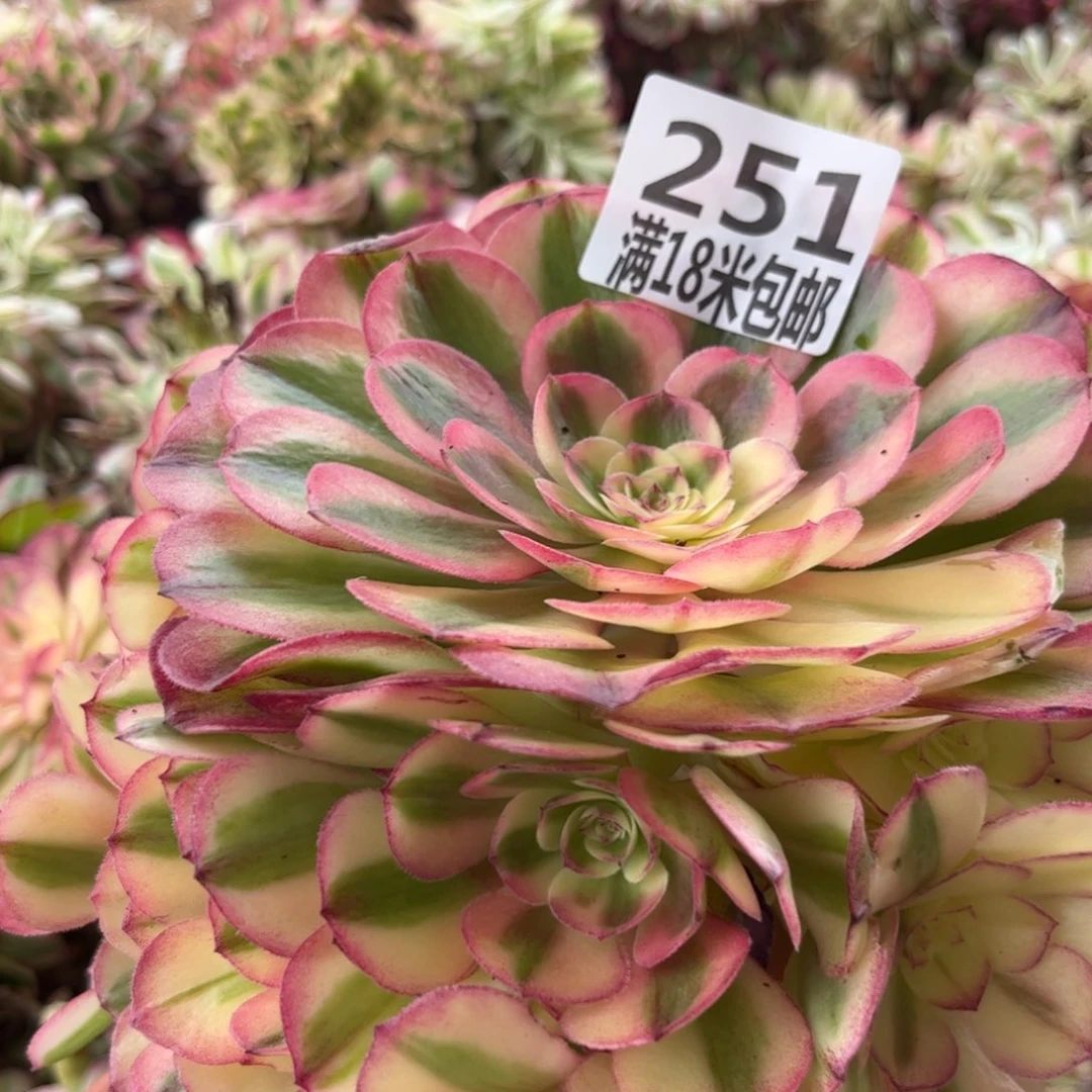 251云南多肉倾城朵朵无根