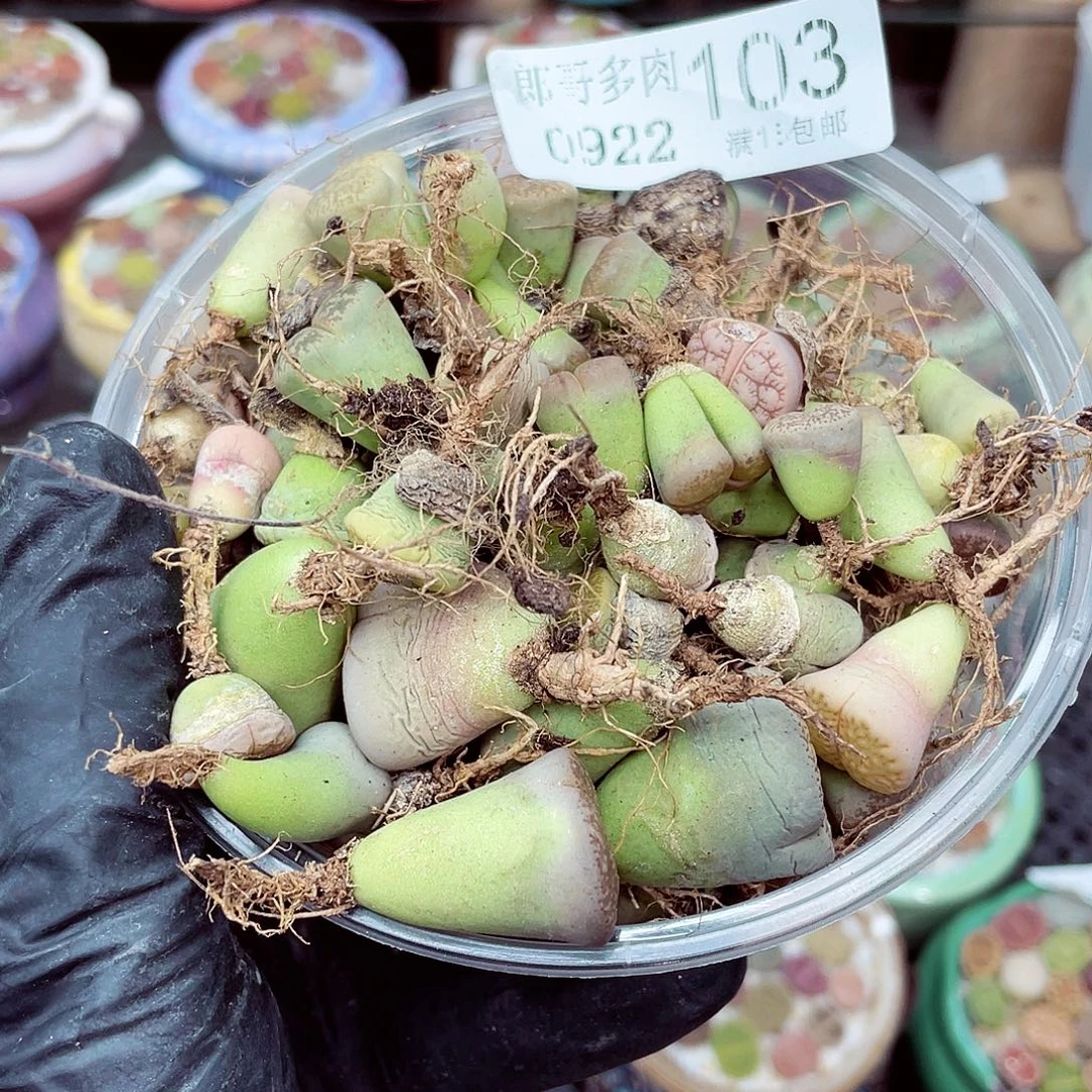 生石花满18包邮0922-103