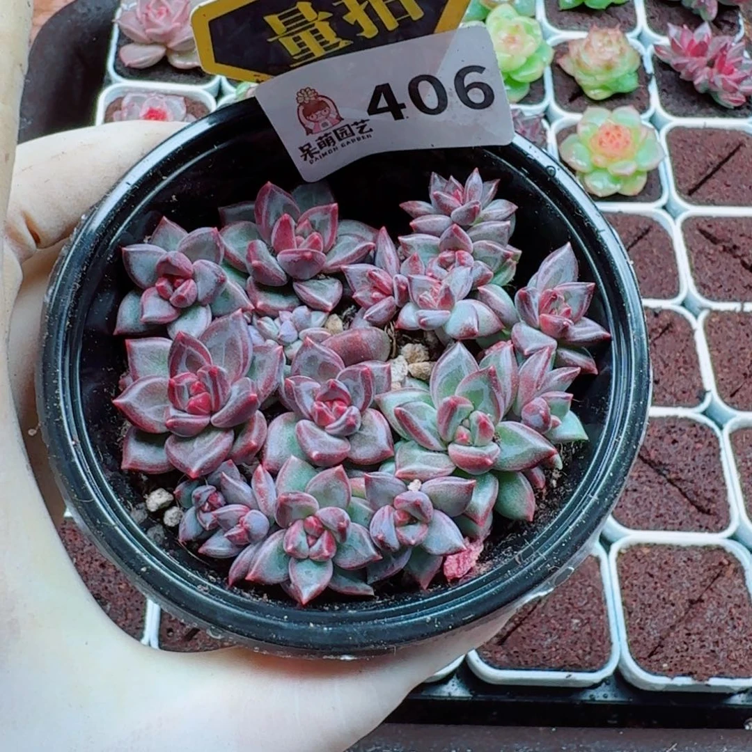 多肉植物多肉植物