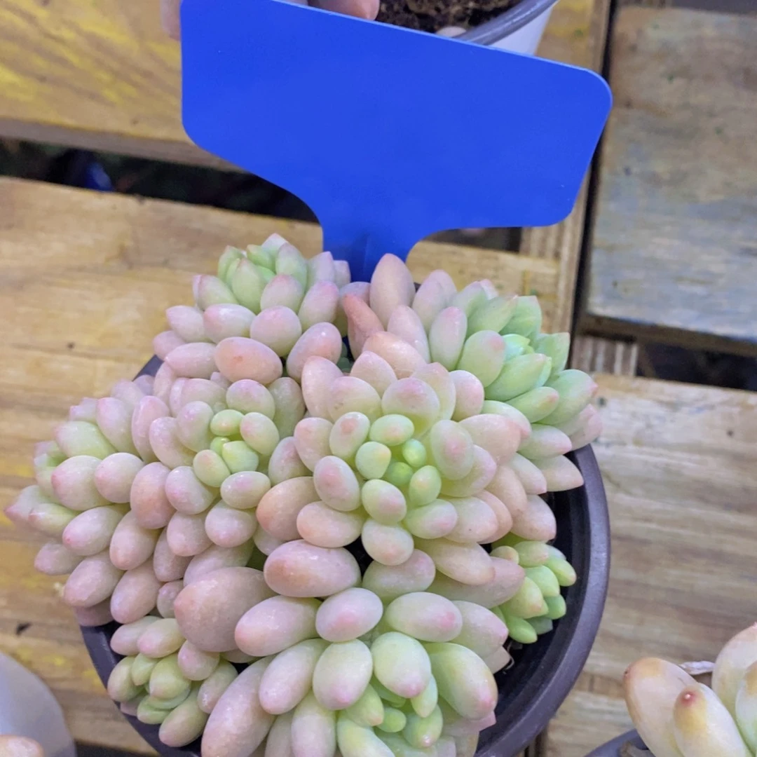 开心多肉，专场2，一物一拍，