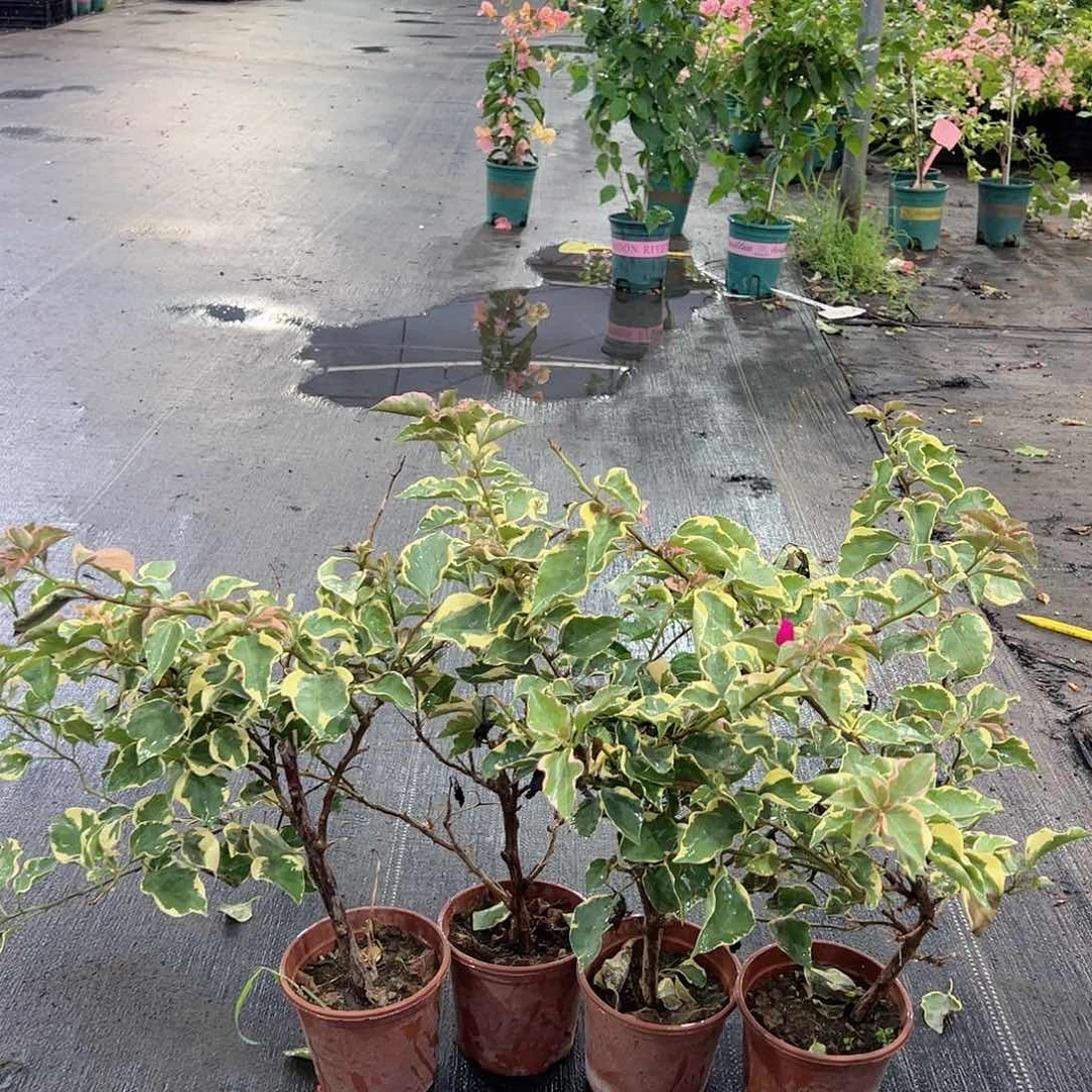 大部分花苞少量开放金边蓝月亮掌中宝一棵