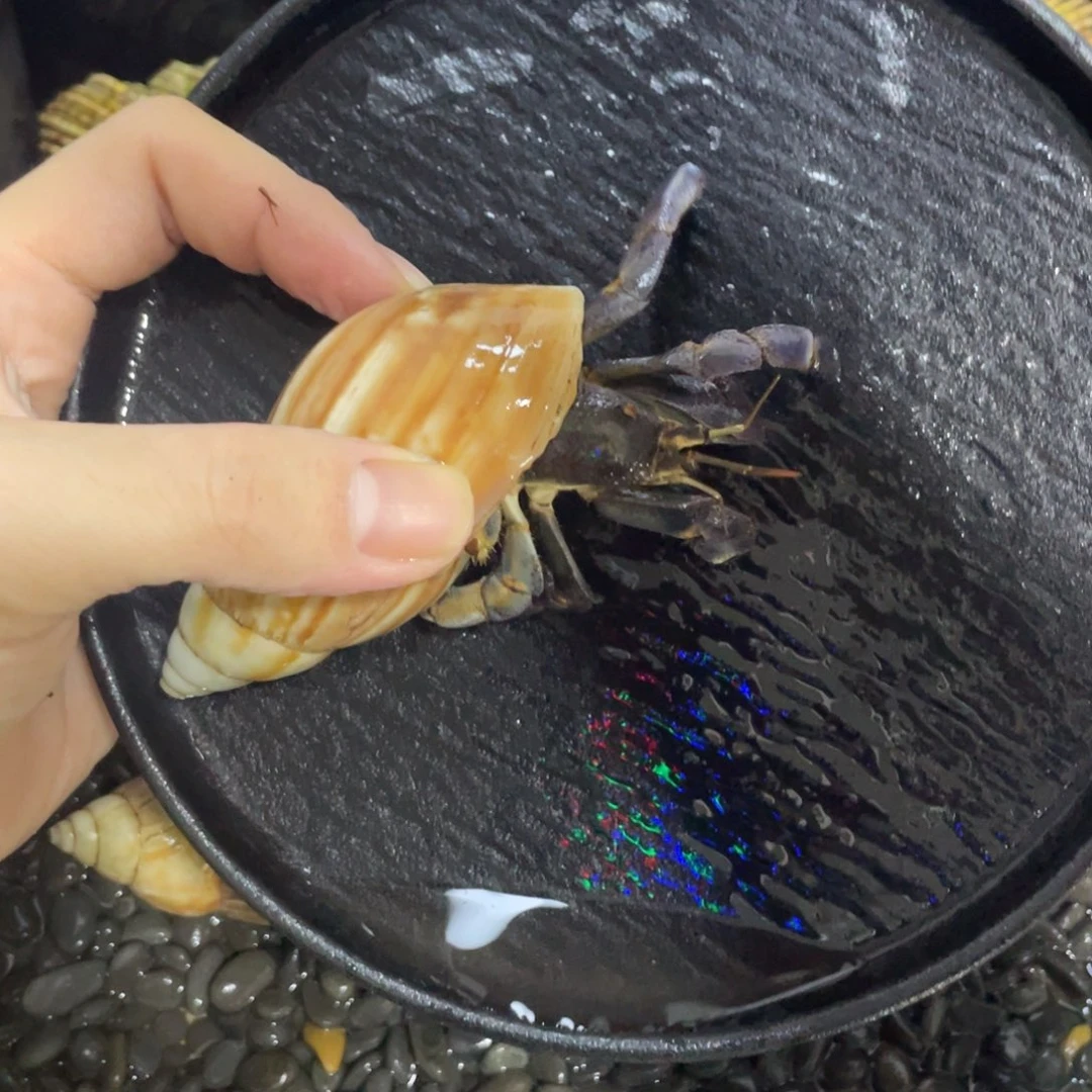 寄居蟹，寄居蟹，寄居蟹