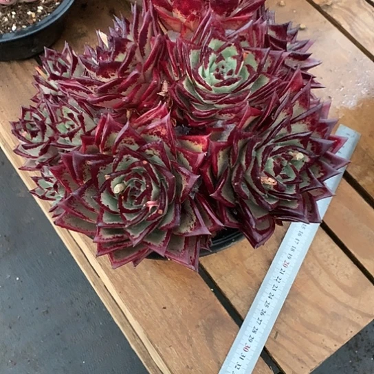 慧美肉特价活动开始啦