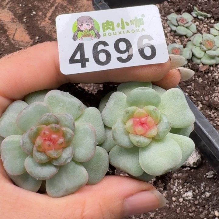 多肉植物多肉植物