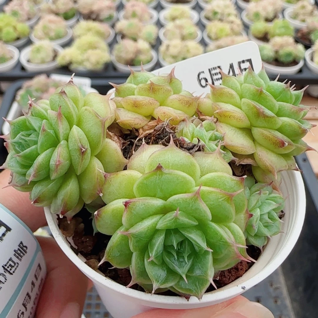 子*花语逸镜0604-59散