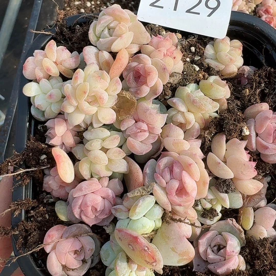 杂交新品珍妮多肉2129