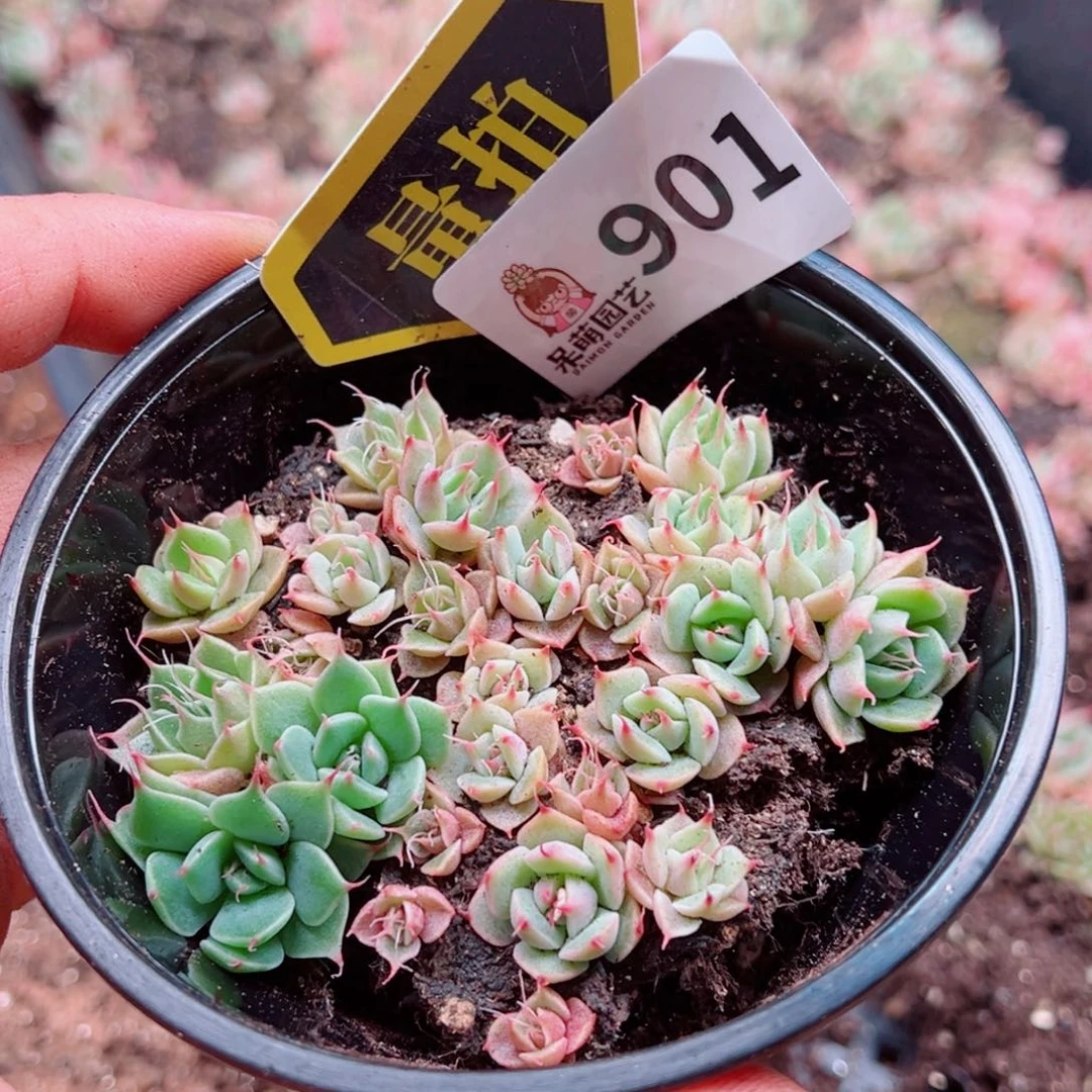 多肉植物多肉植物