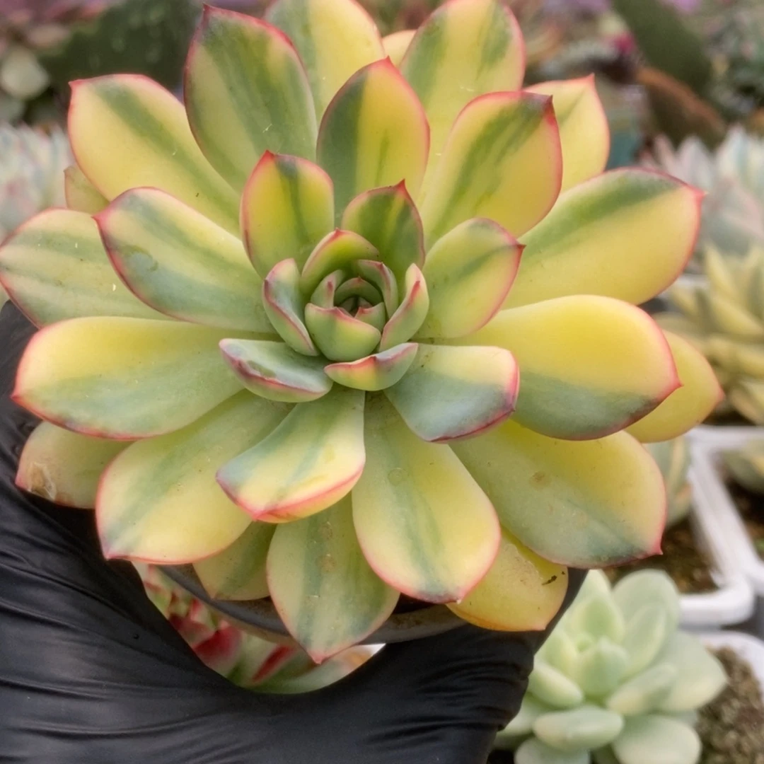 078贝加尔湖锦锦锦锦锦锦