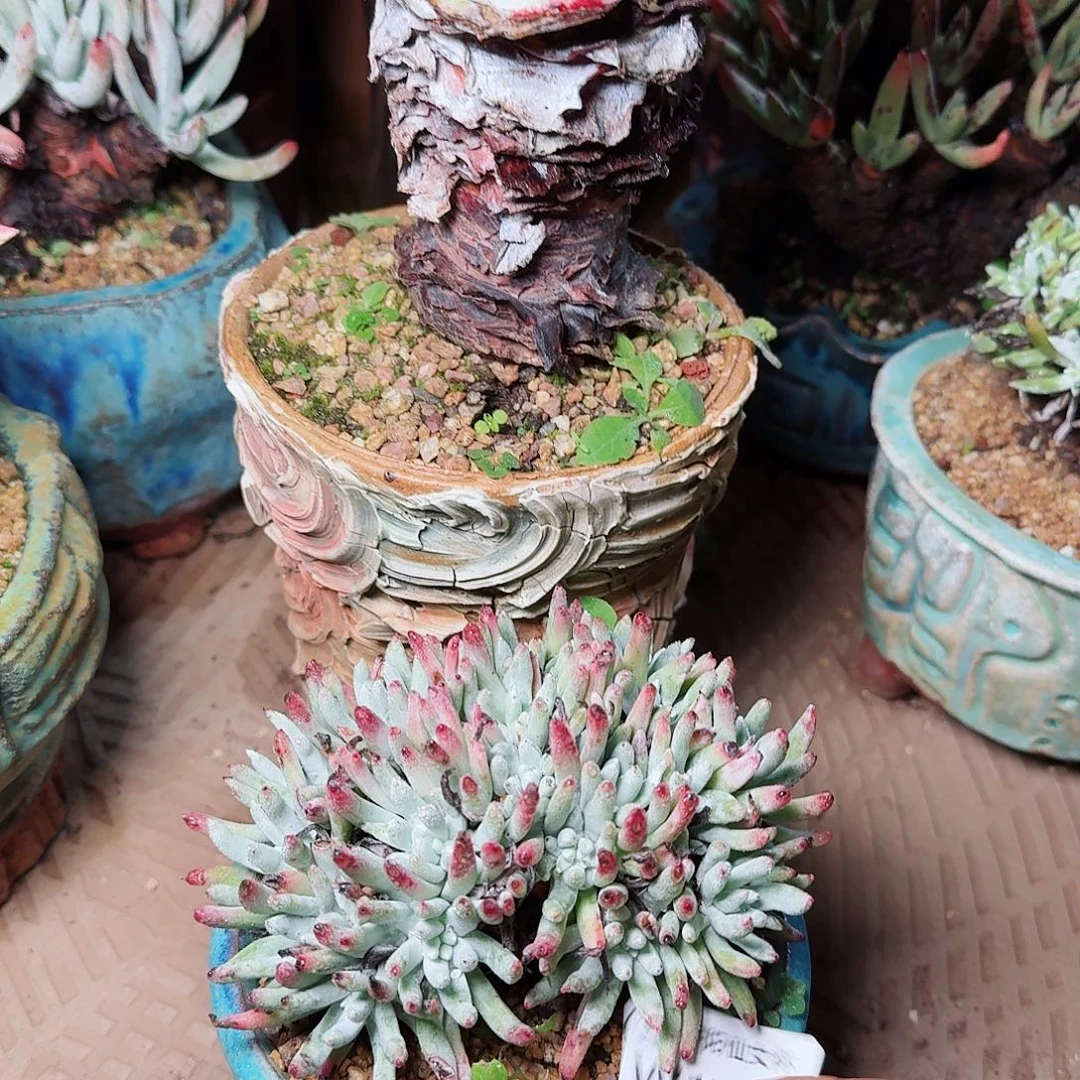 1748两颗仙女杯多肉