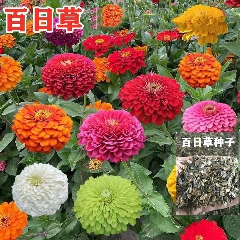 矮杆百日草种子庭院花卉室内盆栽重瓣百日草花卉种子