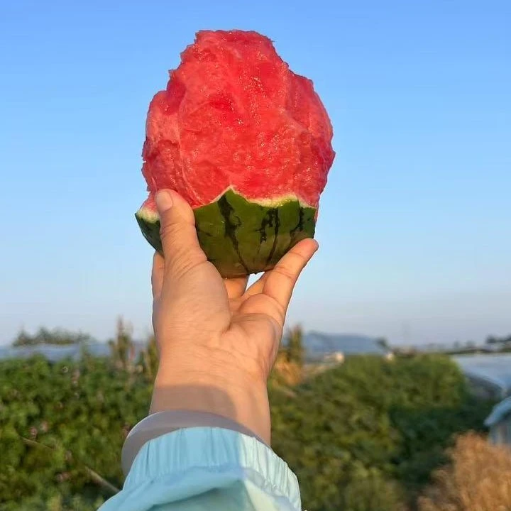 【顺丰包邮】小糖丸冰激凌手剥皮小西瓜 一藤一瓜脆甜薄皮新鲜