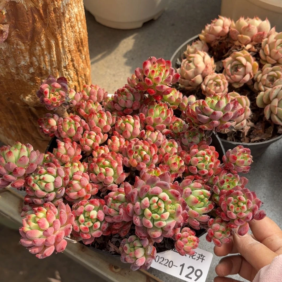 同温层多肉蓝苹果129