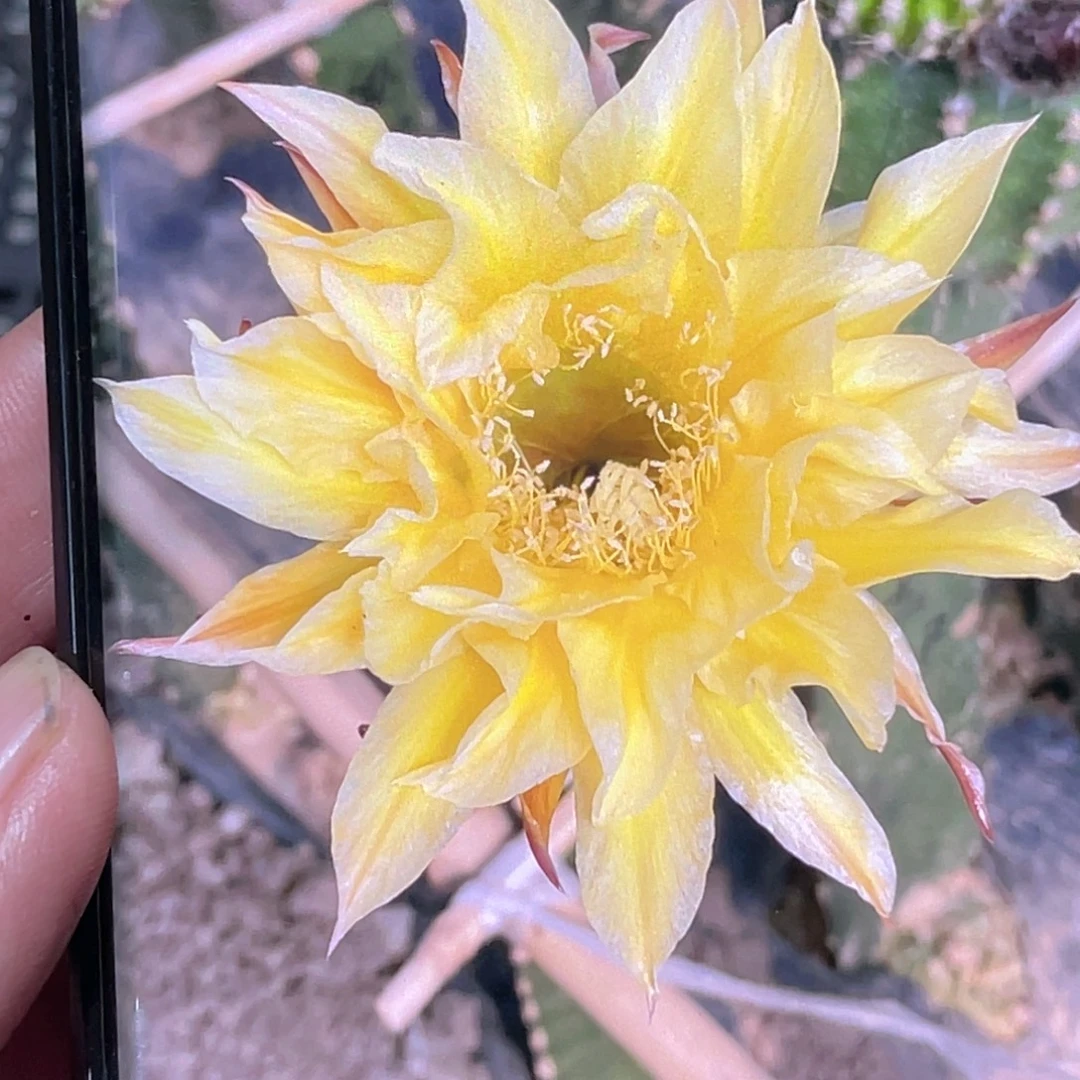 彩草帕帕吉娜侧芽 歪 满20包邮5公分