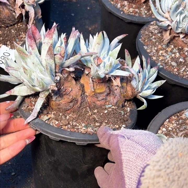 981哈哈哈哈哈哈哈哈