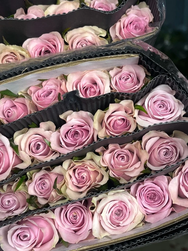 单复粉紫色玫瑰 居家插花 云南鲜花 基地直发